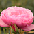 Rose - Rosiers miniatures - Punch™